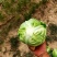 陕西大棚中甘甘蓝无黑点不烧心烧边净菜毛菜都有按需求分拣