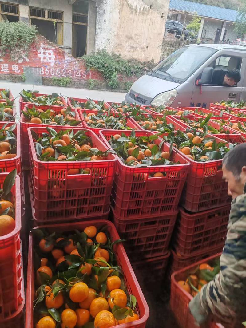精品沃柑人工筛选规格齐全质量保证价格合理供货量大进店咨询