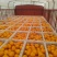 精品沃柑人工筛选规格齐全质量保证价格合理供货量大进店咨询
