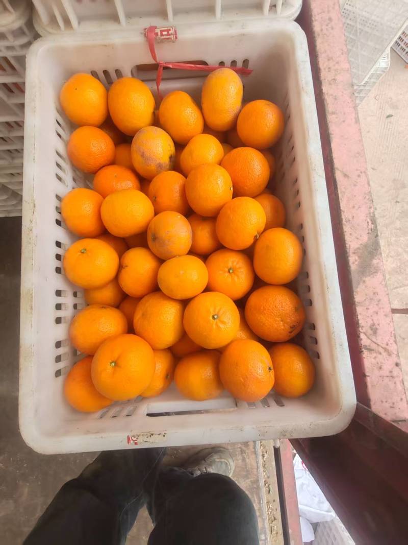 精品沃柑人工筛选规格齐全质量保证价格合理供货量大进店咨询