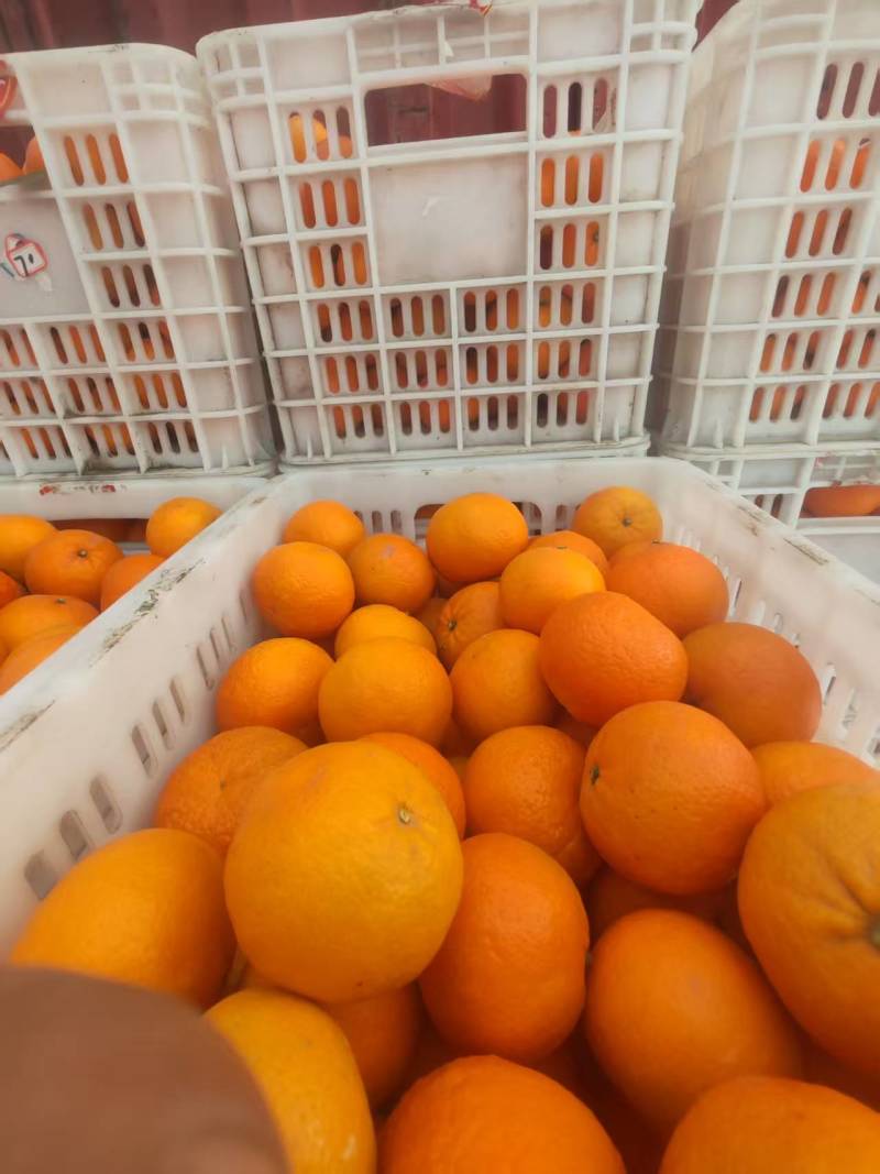 精品沃柑人工筛选规格齐全质量保证价格合理供货量大进店咨询