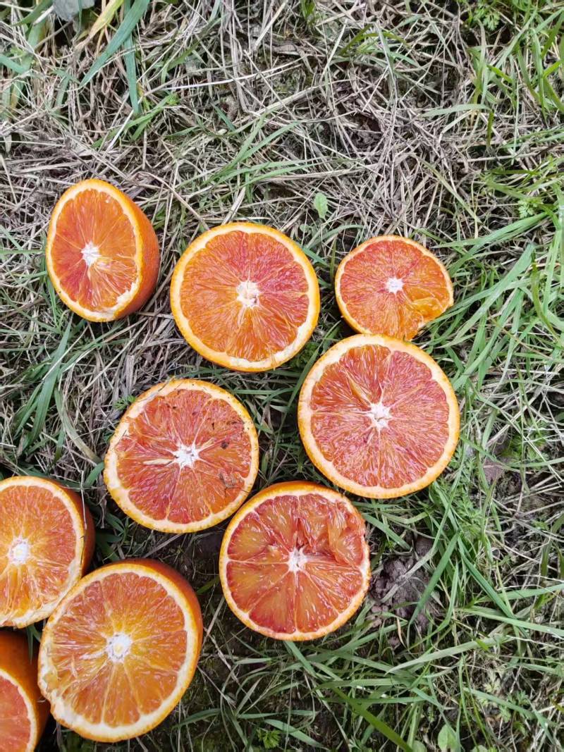精选血橙橙子协助装车交通便利供货量大进店咨询