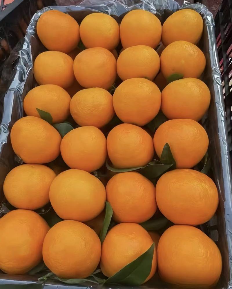 【实力推荐】青见柑桔柑橘品类齐全可对接全国客商可视频看货