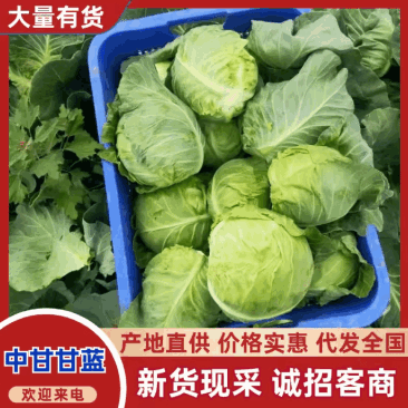 陕西大棚中甘甘蓝无黑点不烧心烧边净菜毛菜都有按需求分拣