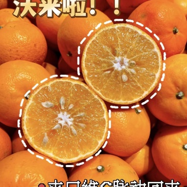 【精选】四川精品沃柑，规格齐全，供应市场，商超，整车发货