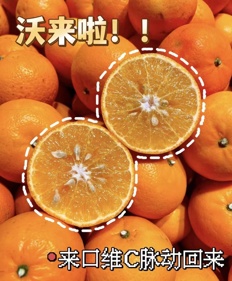 【实力推荐】四川沃柑汁多味美品类齐全可对接全国客商一条龙