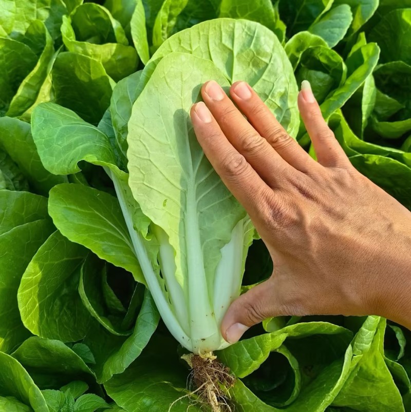 《精品快菜》/安徽快菜/常年供应/按需包装