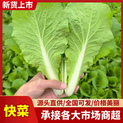 【奶白菜】安徽阜阳太和县～产地常年供应，全国发货
