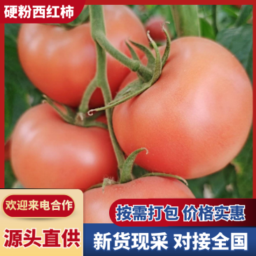 【实力】安徽宿州精品硬粉西红柿苗硬粉粉冠现挖现发