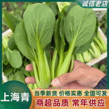 《上海青》安徽上海青/太和县油菜/产地直发/全国发