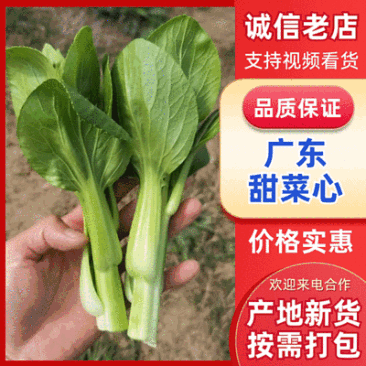 广东菜心&甜菜心&上海青苔/阜阳太和县基地现货/全国发货