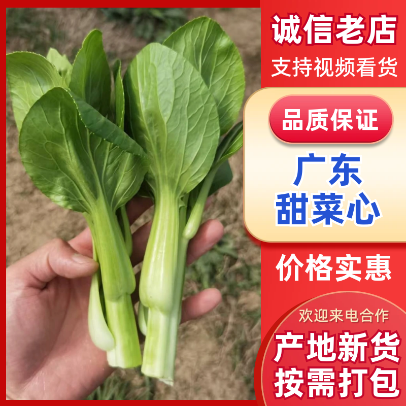 广东菜心&甜菜心&上海青苔/阜阳太和县基地现货/全国发货