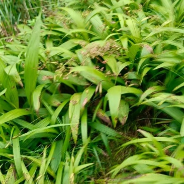 精品三叉白芨湖南种植基地直供质量保证货源充足全国发货