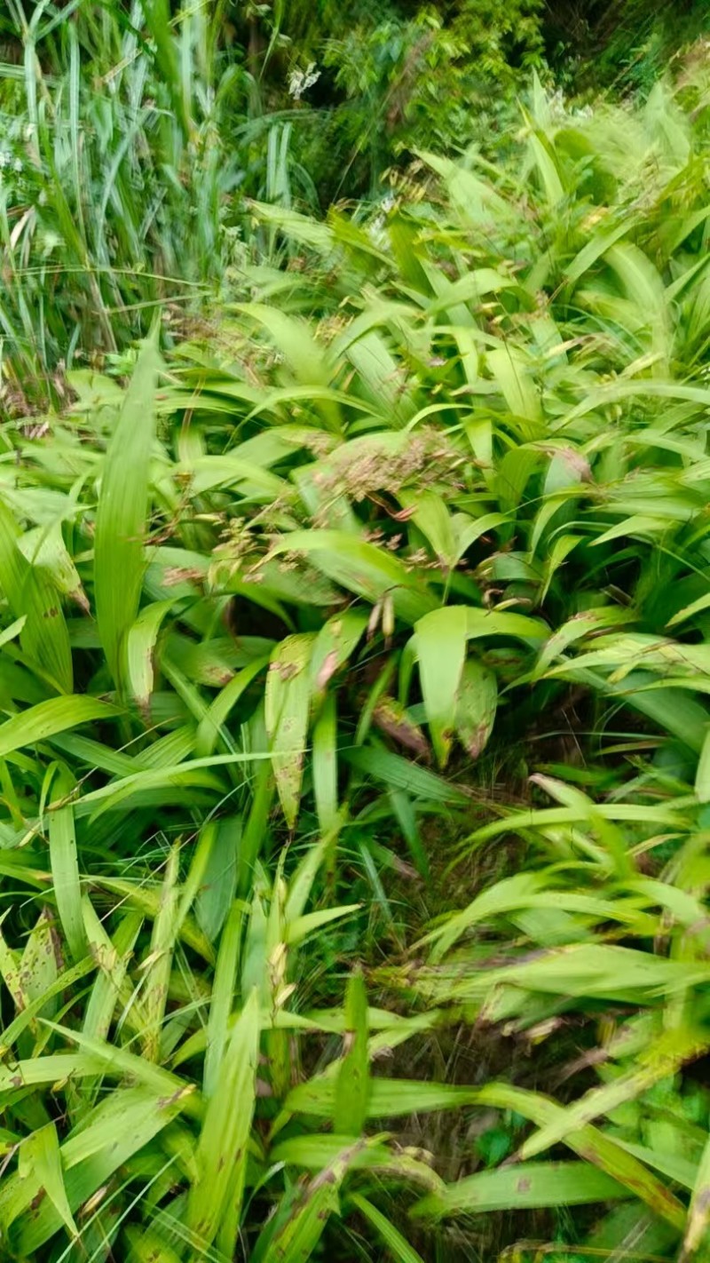 精品三叉白芨湖南种植基地直供质量保证货源充足全国发货
