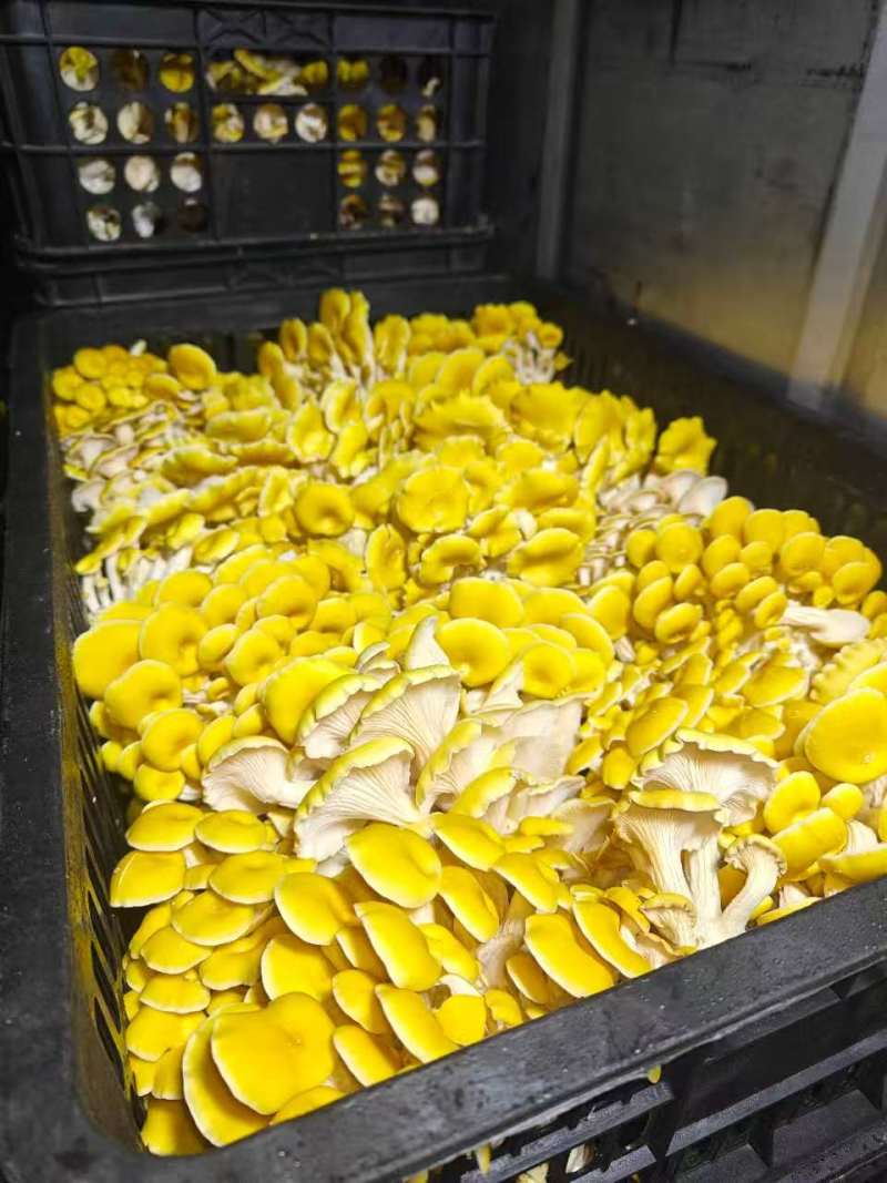 精品【榆黄蘑】山东产地直供一手货源质量保证全国发货