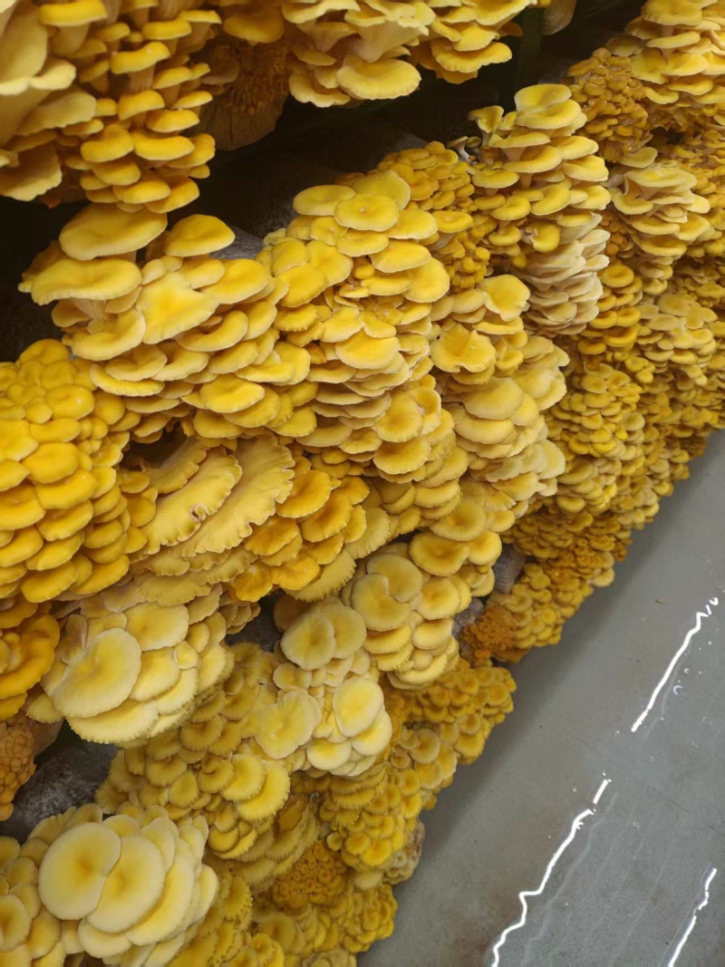 精品【榆黄蘑】山东产地直供一手货源质量保证全国发货