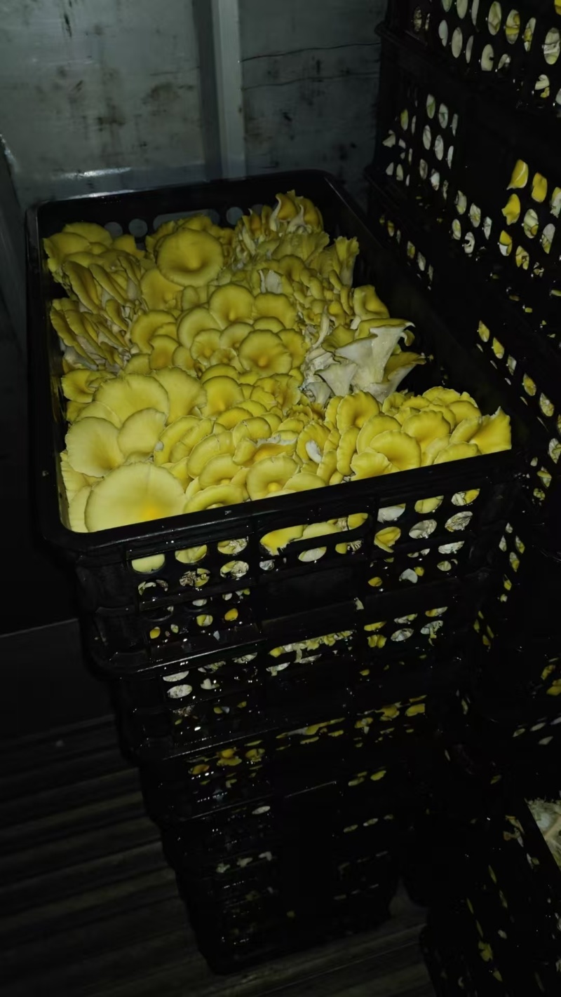 精品【榆黄蘑】山东产地直供一手货源质量保证全国发货