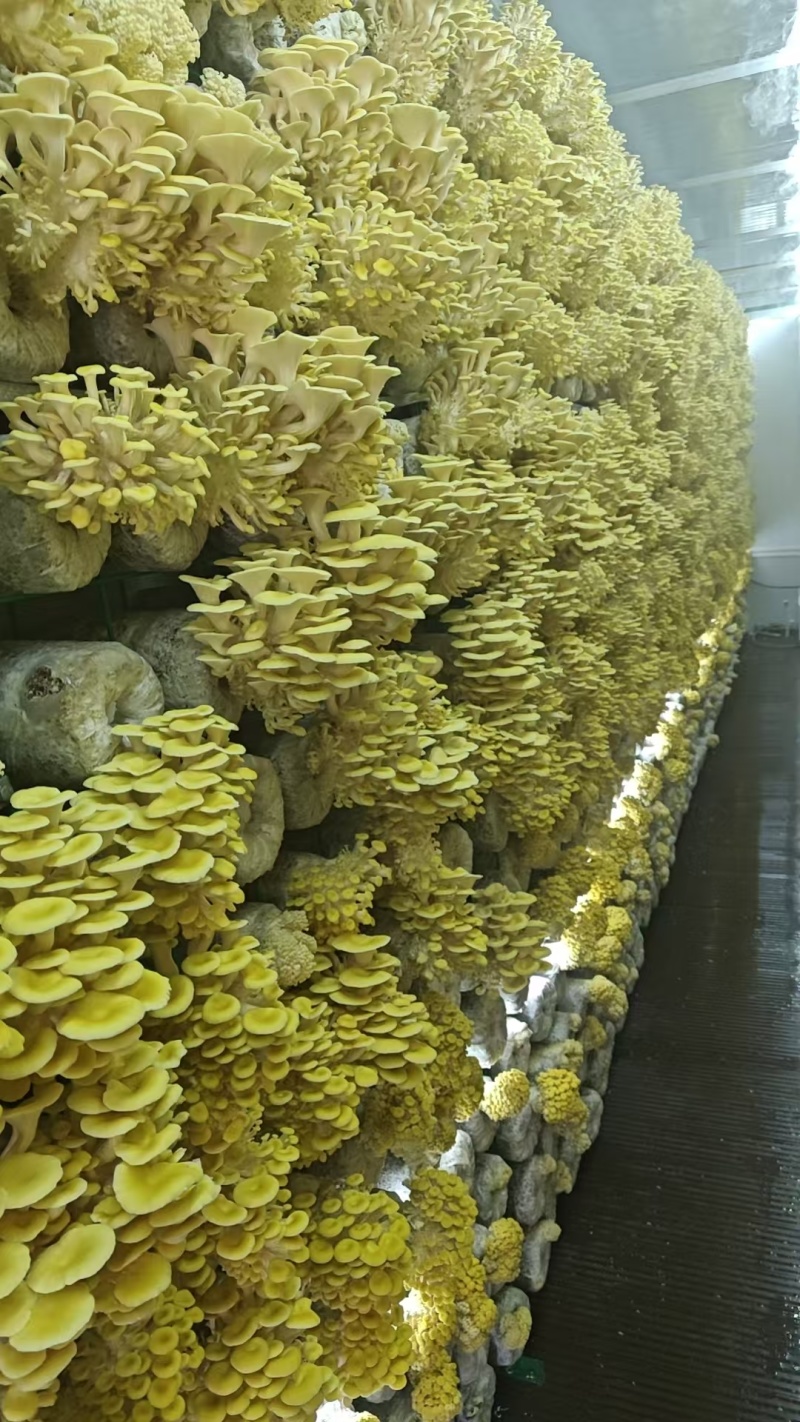 精品【榆黄蘑】山东产地直供一手货源质量保证全国发货
