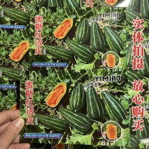 蜜糖红透皮甜瓜种子冰糖子花皮甜瓜种子瓤橘红色香甜可口脆