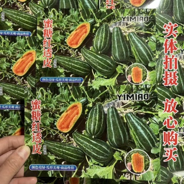 蜜糖红透皮甜瓜种子冰糖子花皮甜瓜种子瓤橘红色香甜可口脆
