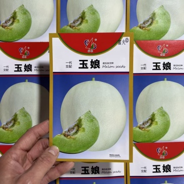 玉娘玉姑甜瓜种子白皮绿肉超甜冰淇淋玉菇哈密瓜种子四季种