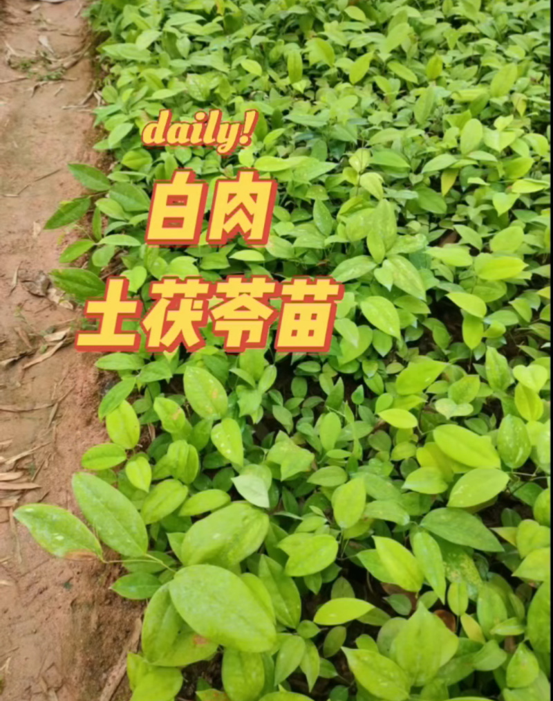 土茯苓苗基地直发带土发货可提供技术指导欢迎实地考察