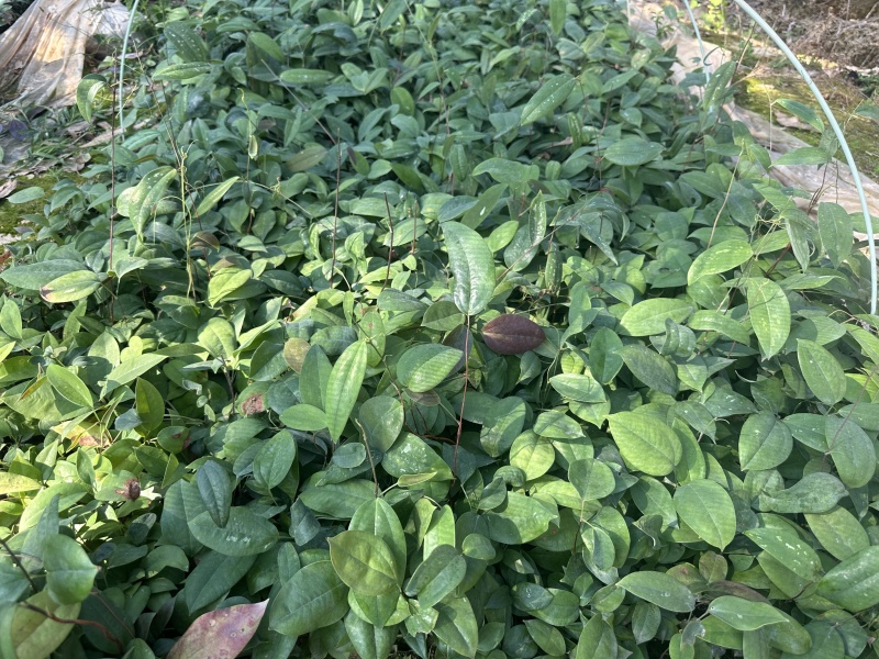 土茯苓苗基地直发带土发货可提供技术指导欢迎实地考察