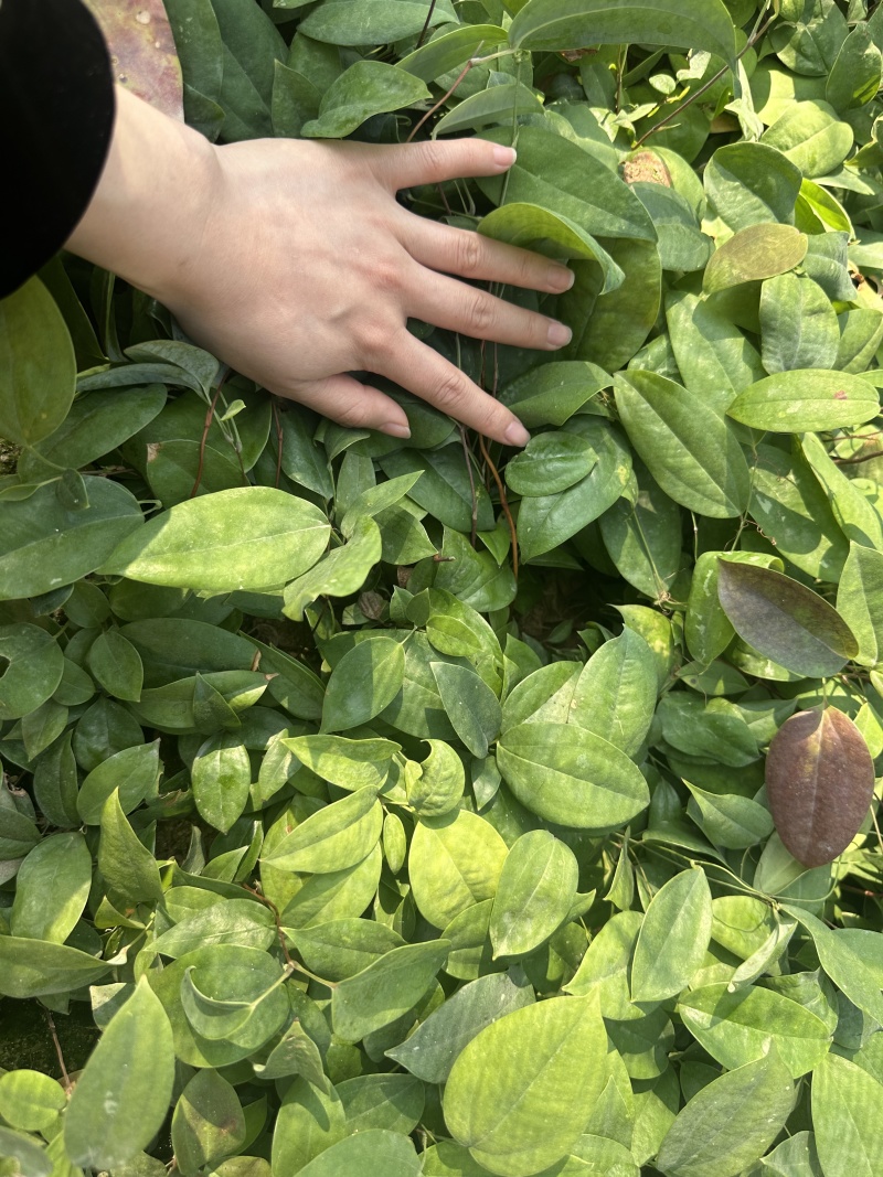 土茯苓苗基地直发带土发货可提供技术指导欢迎实地考察