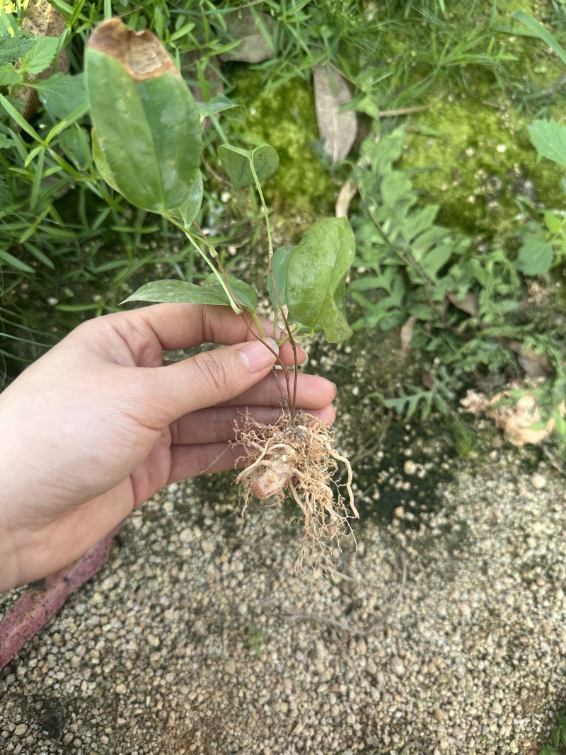 土茯苓苗基地直发带土发货可提供技术指导欢迎实地考察