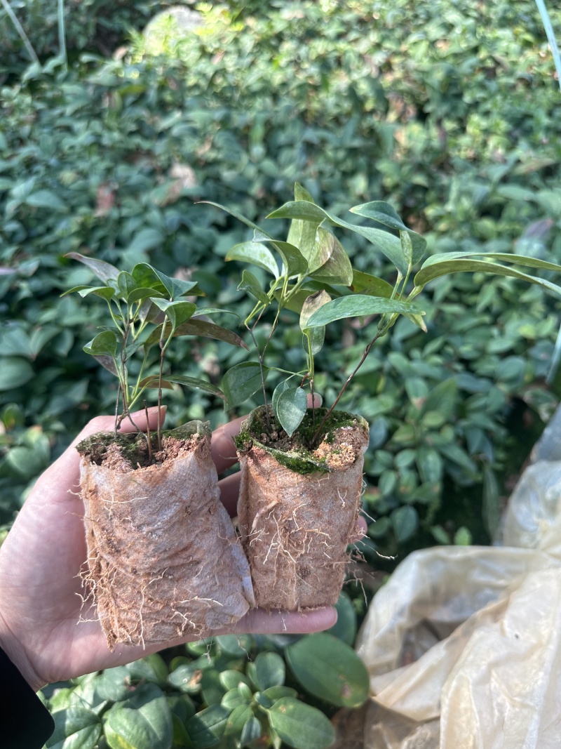 土茯苓苗基地直发带土发货可提供技术指导欢迎实地考察