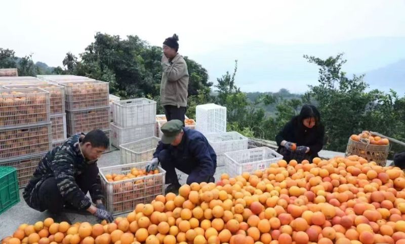 重庆血橙正宗血橙产地直发一手货源交通便利免费看货全渠道