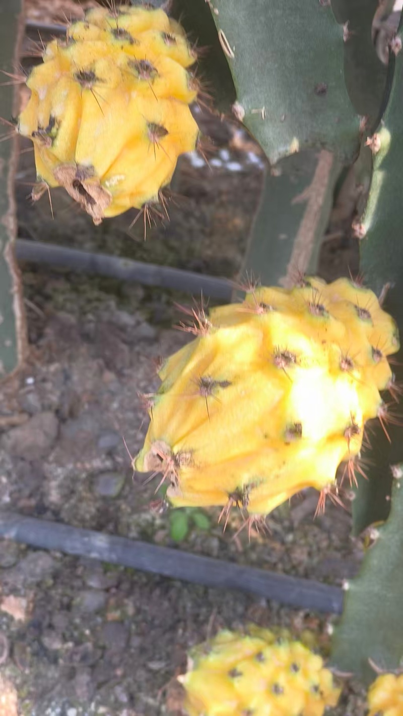 云南芒市燕窝果，大量新鲜现货速发，产品保质保量欢迎选购