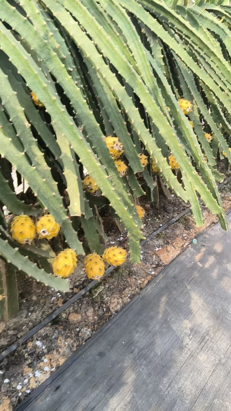云南芒市燕窝果，大量新鲜现货速发，产品保质保量欢迎选购