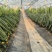 云南芒市燕窝果，大量新鲜现货速发，产品保质保量欢迎选购