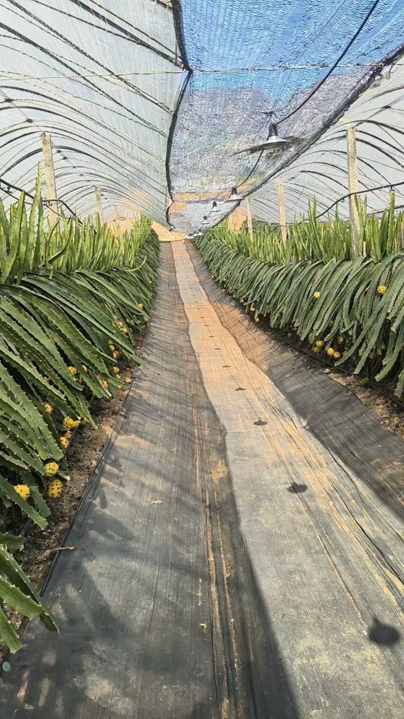 云南芒市燕窝果，大量新鲜现货速发，产品保质保量欢迎选购