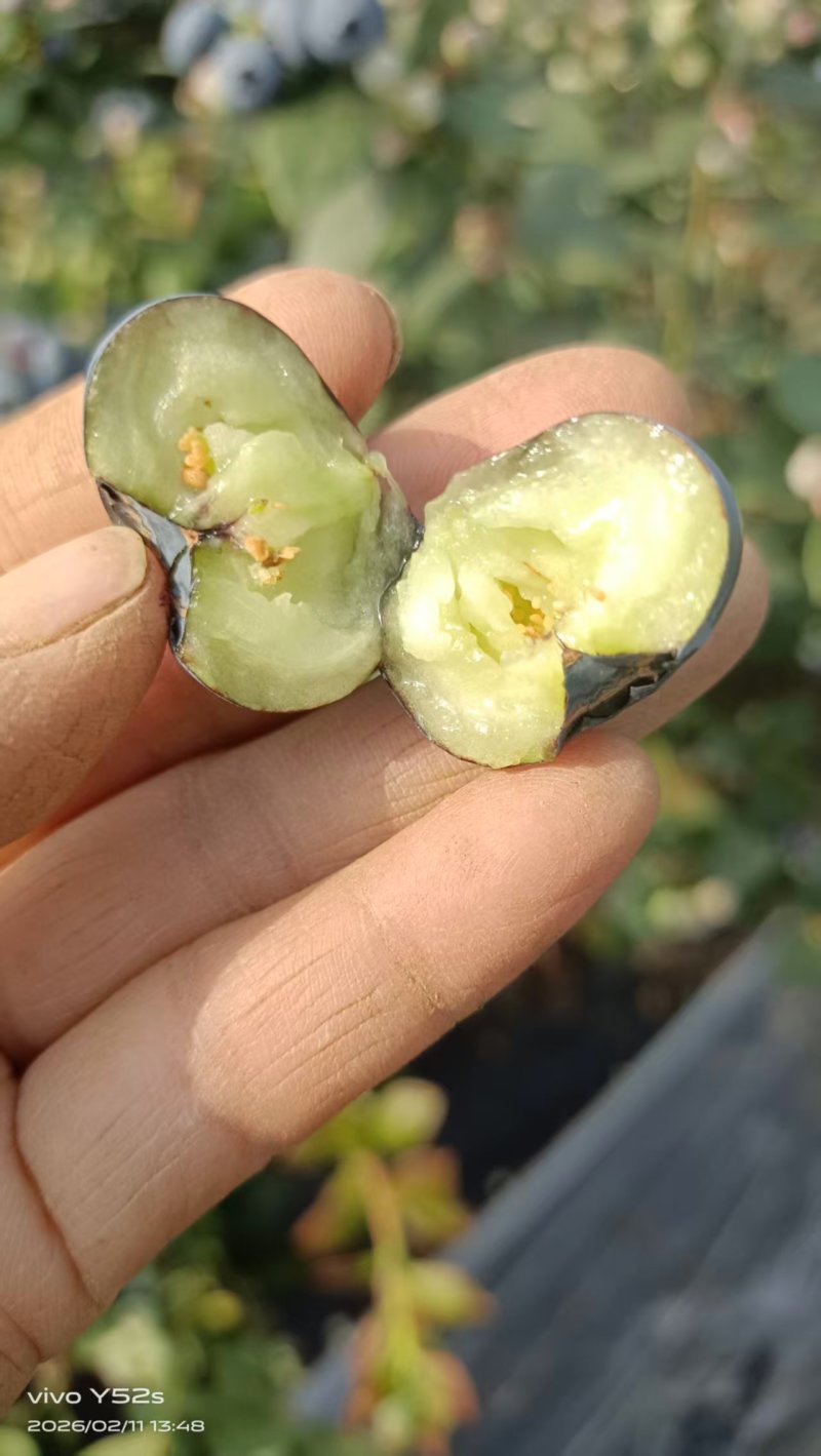 山东日照瑞卡蓝莓花香蓝莓规格齐全品质保证欢迎来电