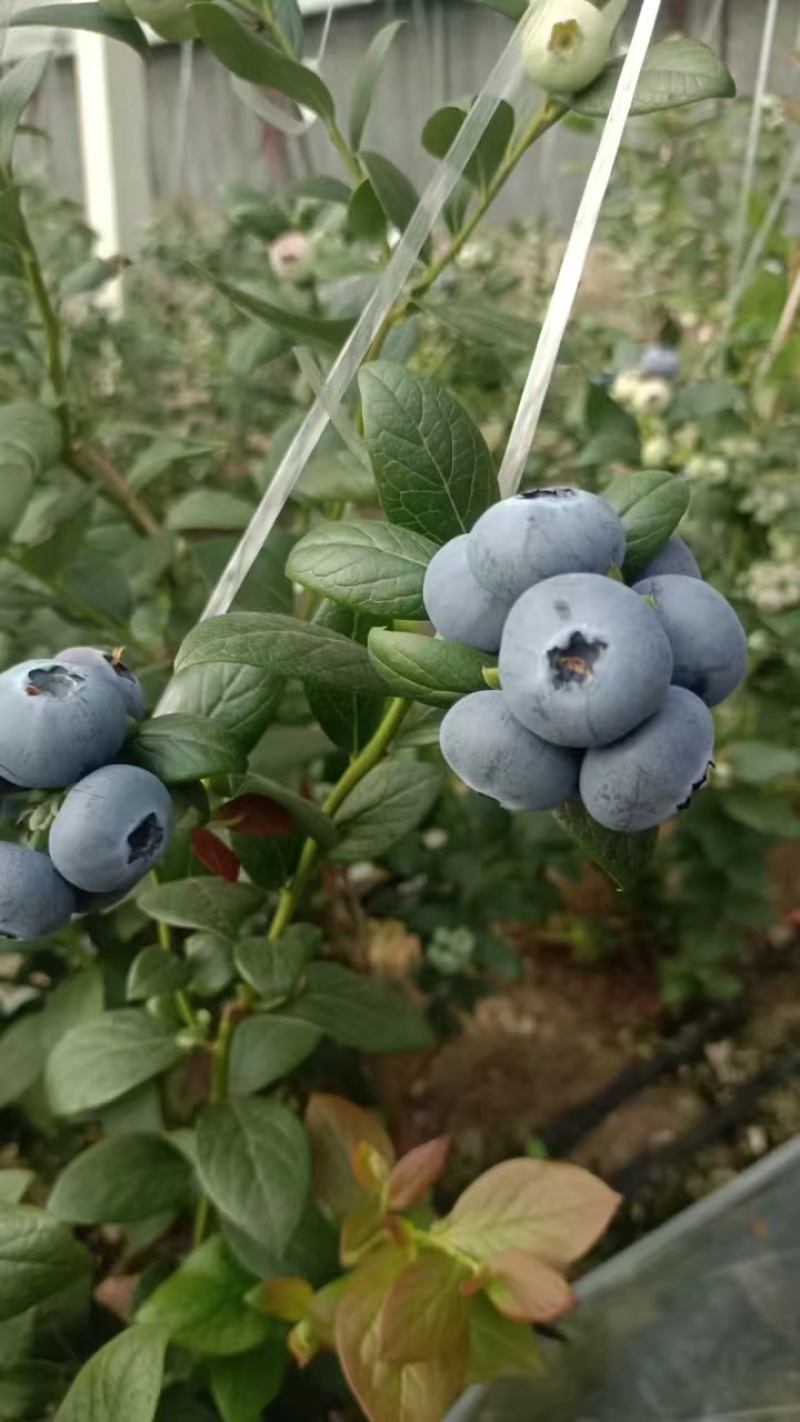 山东日照瑞卡蓝莓花香蓝莓规格齐全品质保证欢迎来电