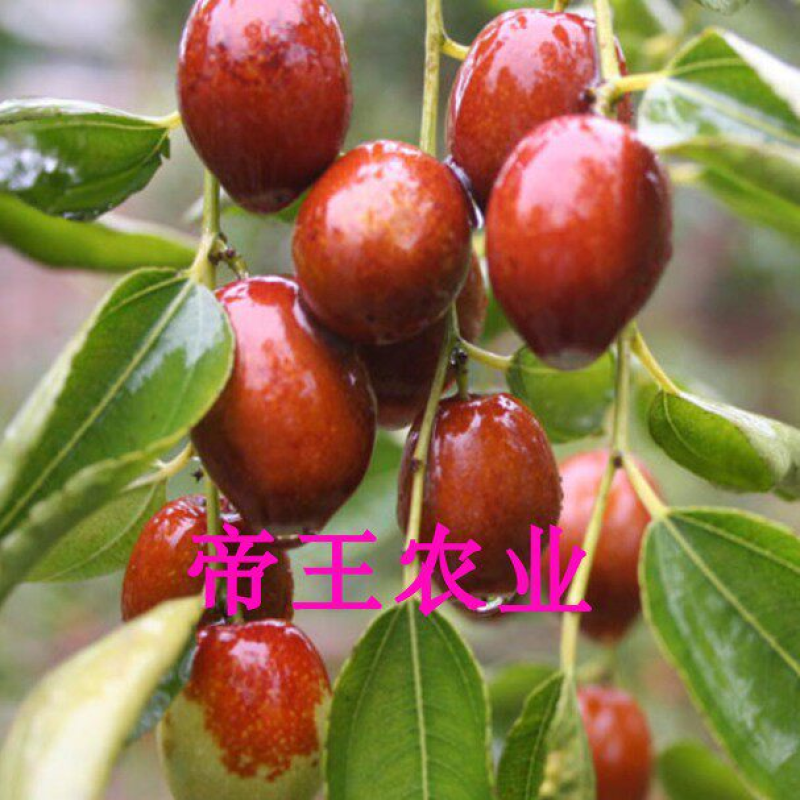 金丝小枣苗脆甜蜜枣苗南北方种植冬枣苗蟠枣树苗
