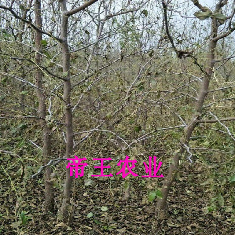 金丝小枣苗脆甜蜜枣苗南北方种植冬枣苗蟠枣树苗
