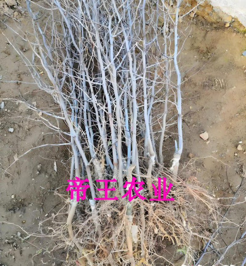 金丝小枣苗脆甜蜜枣苗南北方种植冬枣苗蟠枣树苗
