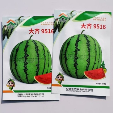 大齐9516麒麟西瓜种子早熟礼品瓜薄皮杂交抗病西瓜种子