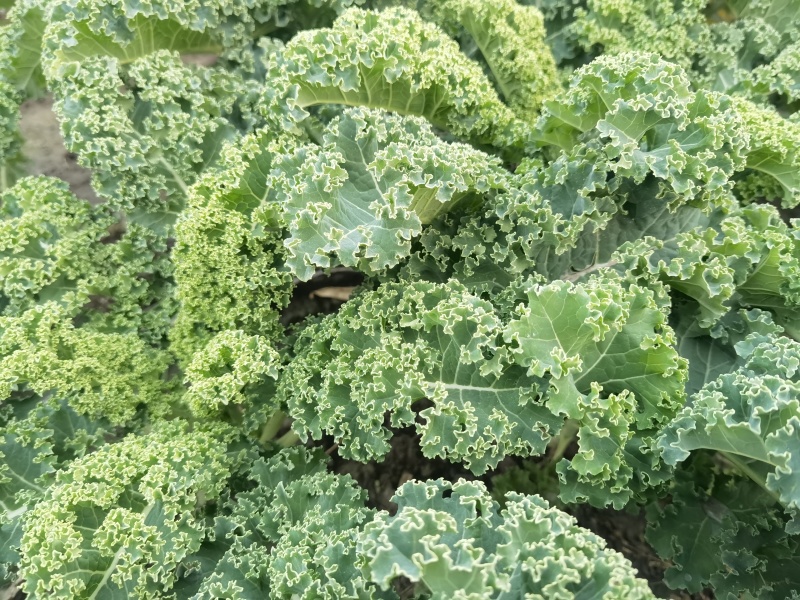 羽衣甘蓝，大量供应，对接全国各地的批发商