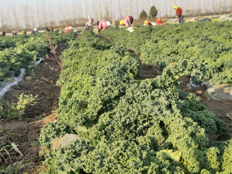 羽衣甘蓝，大量供应，对接全国各地的批发商