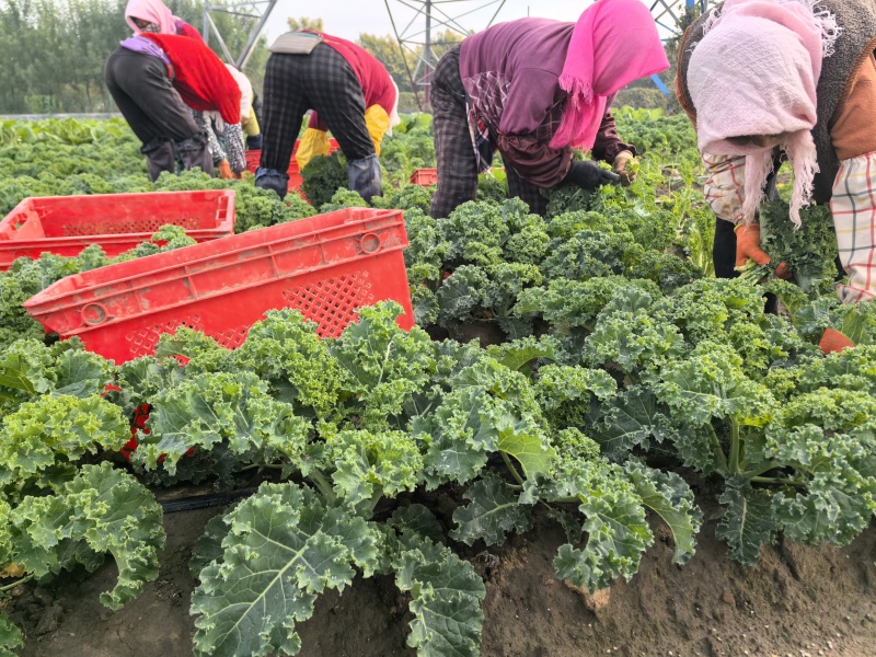 羽衣甘蓝，大量供应，对接全国各地的批发商
