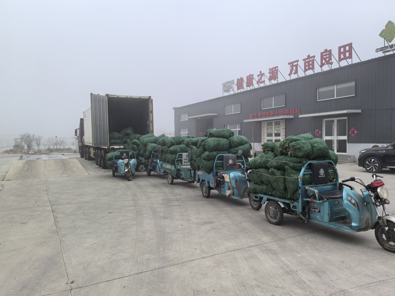 羽衣甘蓝，大量供应，对接全国各地的批发商