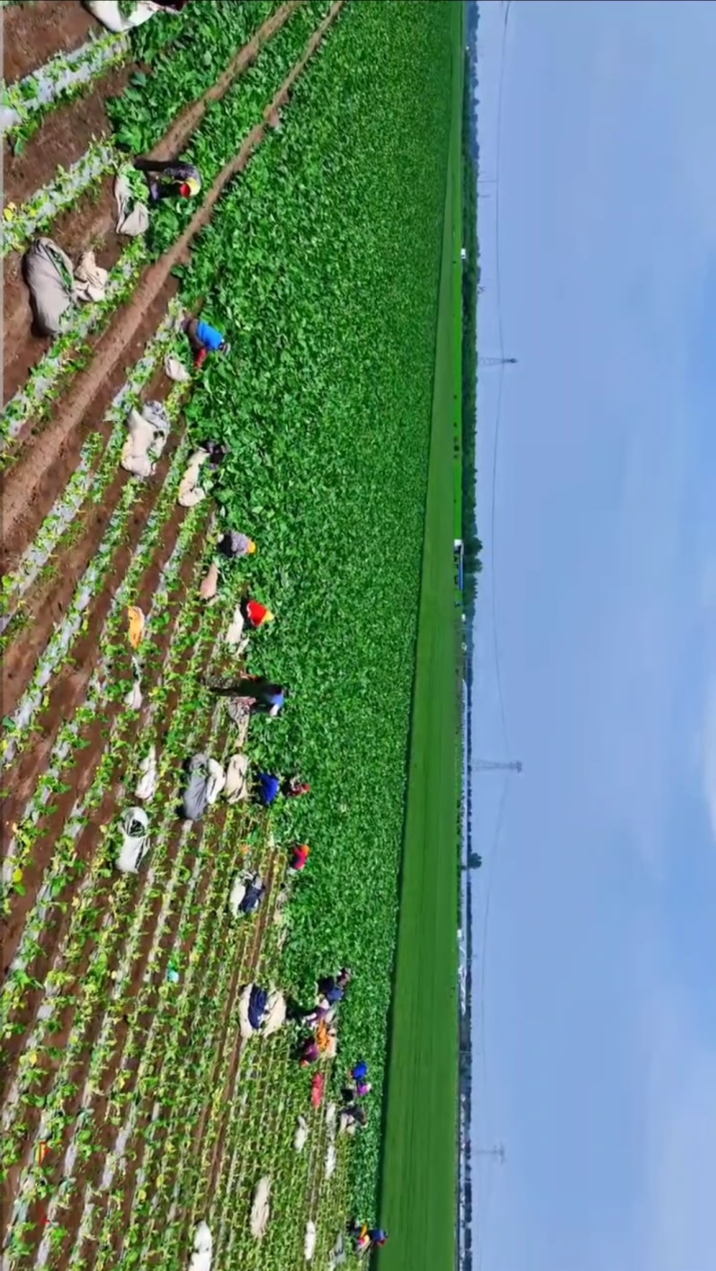 羽衣甘蓝，大量供应，对接全国各地的批发商