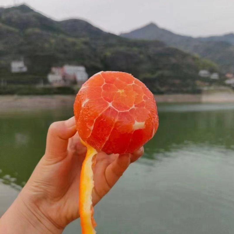 精品血橙基地一手货源全国发货可视频