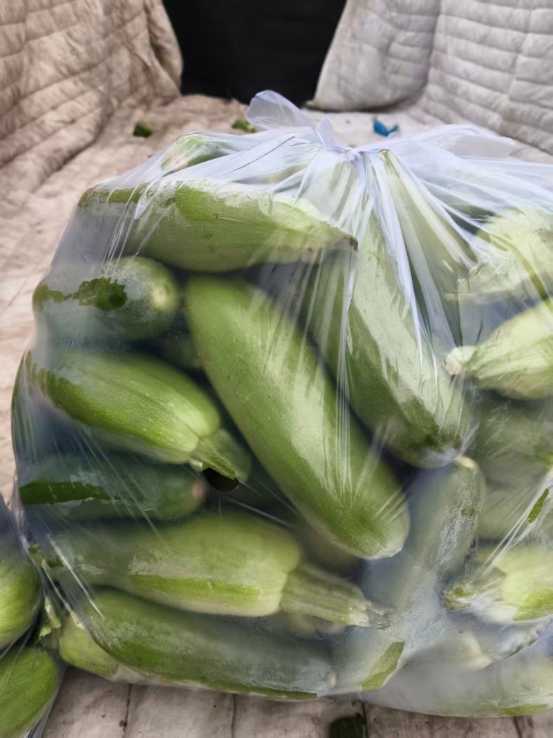 天然新鲜西葫芦源头供应价格美丽可对接大型采购商