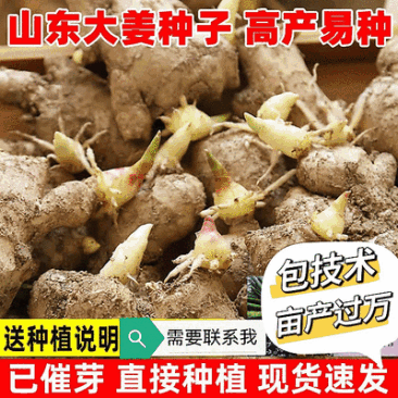脱毒原种姜种【大/二黄姜种/山农一号】已催芽/亩产过万斤