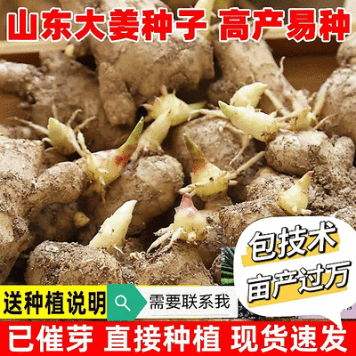 脱毒原种姜种【大/二黄姜种/山农一号】已催芽/亩产过万斤